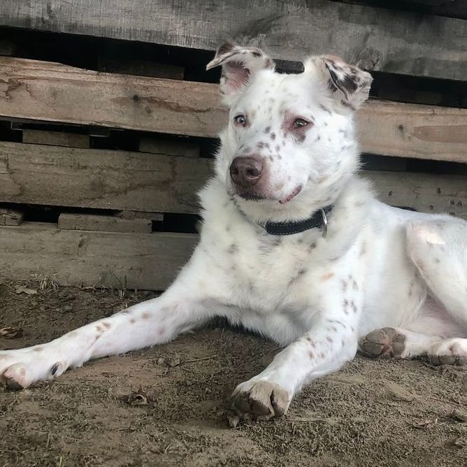 Australian shepherd and australian cattle sales dog mix