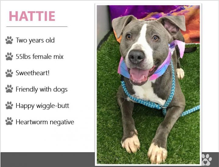 Foster Hattie! 2
