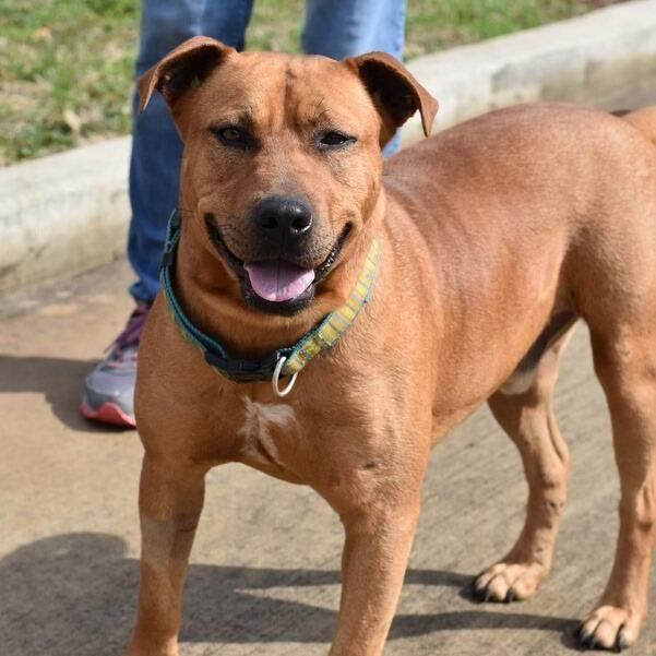 Dog for adoption Barnum, a Black Mouth Cur & American Staffordshire
