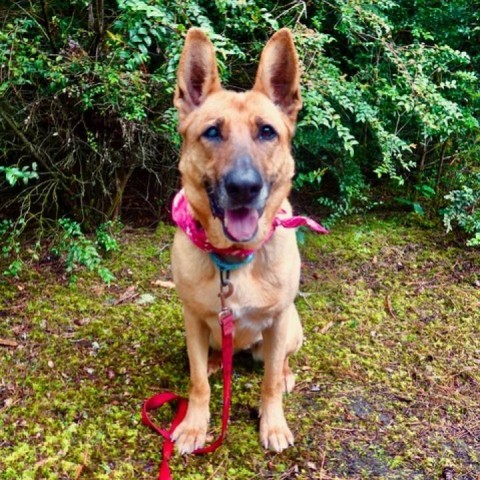 Annie, an adoptable Mixed Breed in Fort Bragg, CA, 95437 | Photo Image 1
