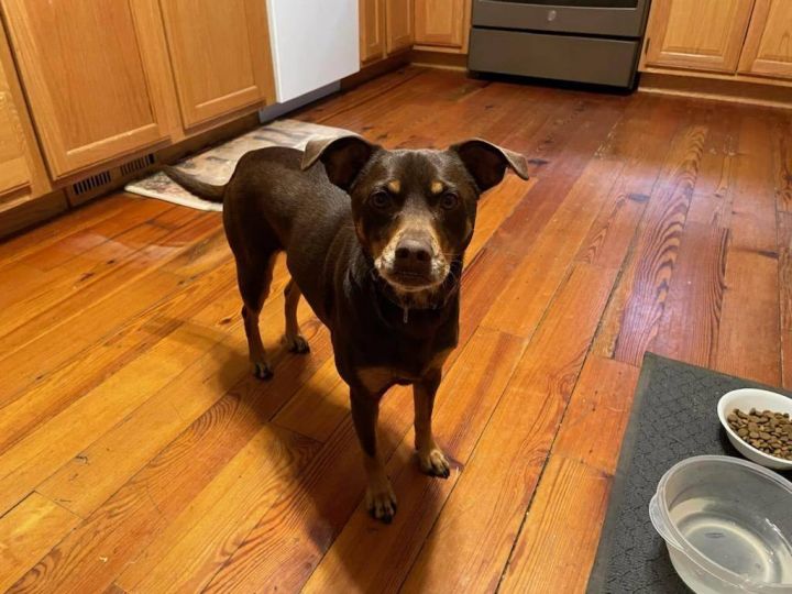 Dog for adoption Little Ladybug, a Miniature Pinscher in Dubuque, IA