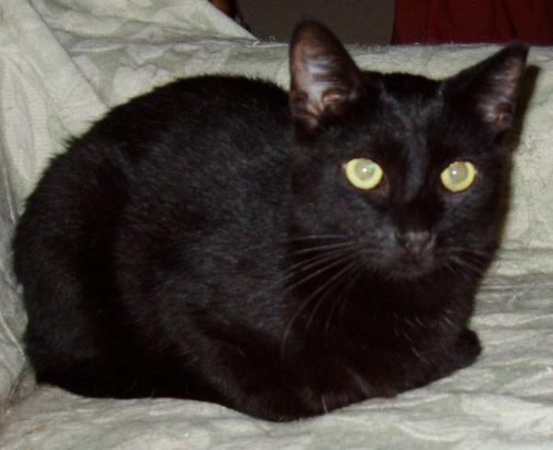 Panther/Anchovie, an adoptable Domestic Short Hair, Bombay in Cookeville, TN, 38506 | Photo Image 1