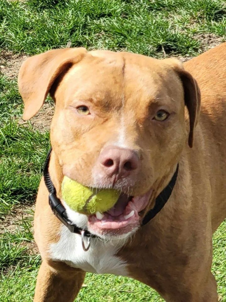 Apollo, an adoptable Pit Bull Terrier & Terrier Mix in Oswego, IL_image-3