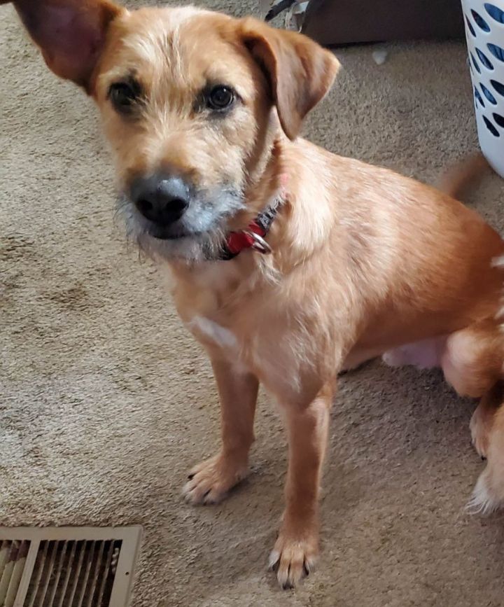 Wire haired terrier store mix