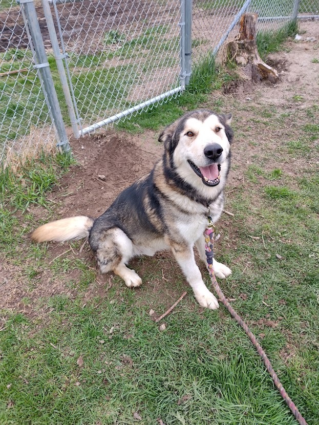 Lobo, an adoptable Alaskan Malamute & German Shepherd Dog Mix in Marengo, IL_image-2
