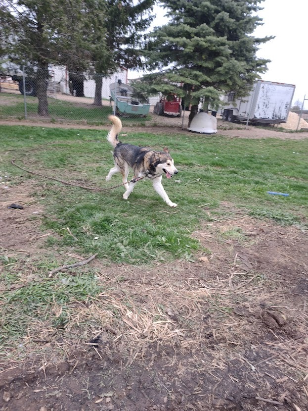 Lobo, an adoptable Alaskan Malamute & German Shepherd Dog Mix in Marengo, IL_image-4