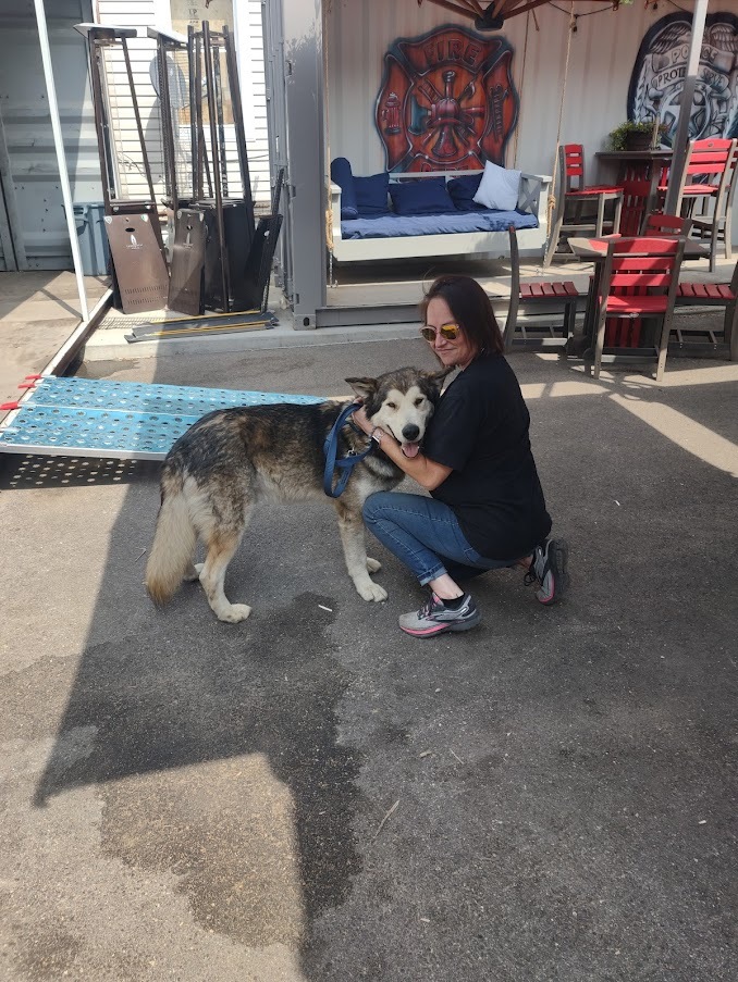 Lobo, an adoptable Alaskan Malamute & German Shepherd Dog Mix in Marengo, IL_image-5