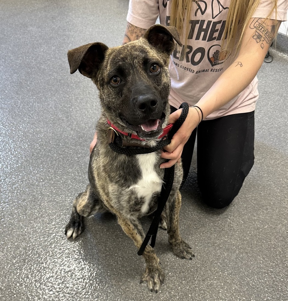 Dog for adoption Jax, a Plott Hound Mix in Elmsford, NY Petfinder