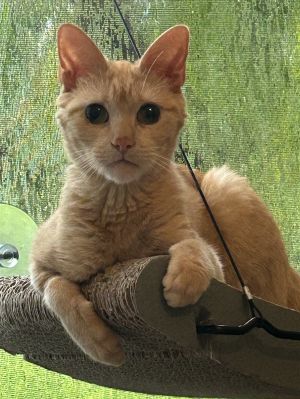 Mini Yellow Tabby GirlPeaches is a mini kitty female solid orange tabby girl of about 5 years of ag