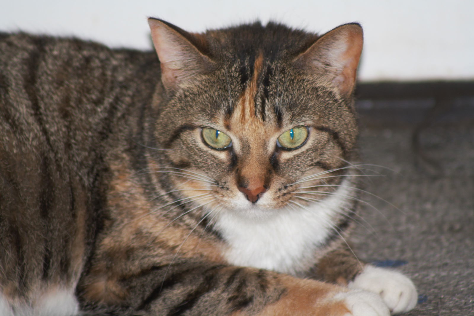 Zena, an adoptable Domestic Short Hair in Lockport, NY, 14095 | Photo Image 1