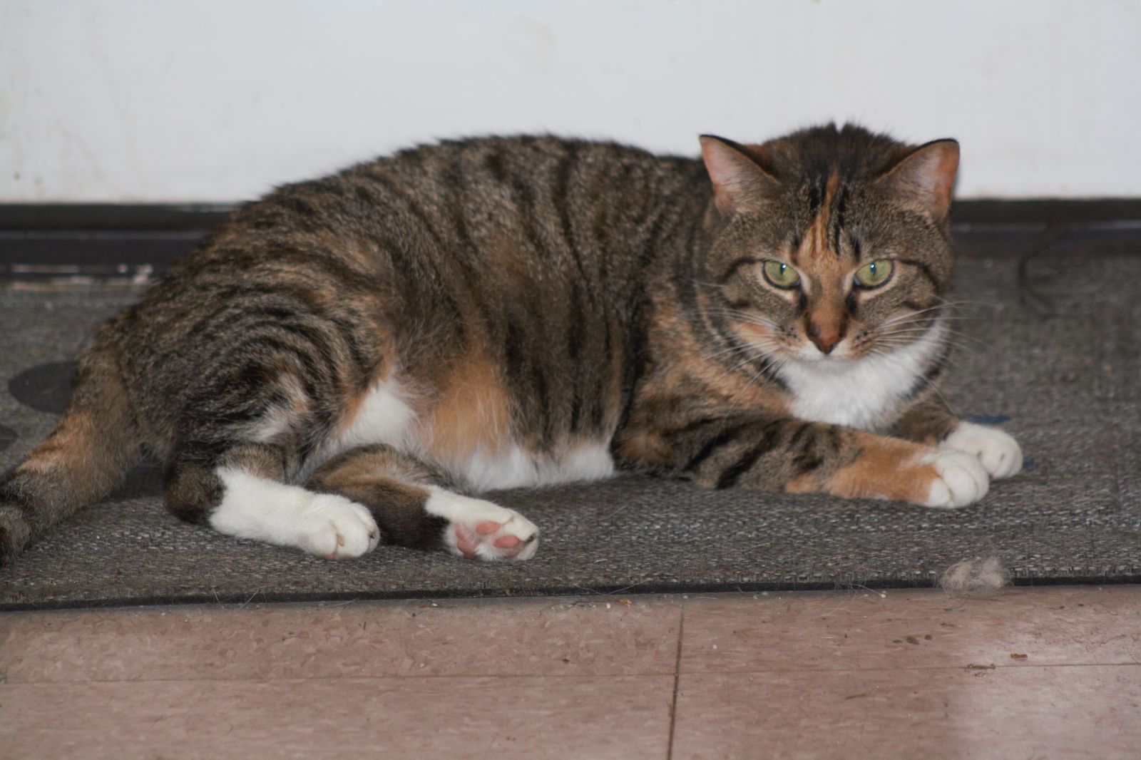 Zena, an adoptable Domestic Short Hair in Lockport, NY, 14095 | Photo Image 2