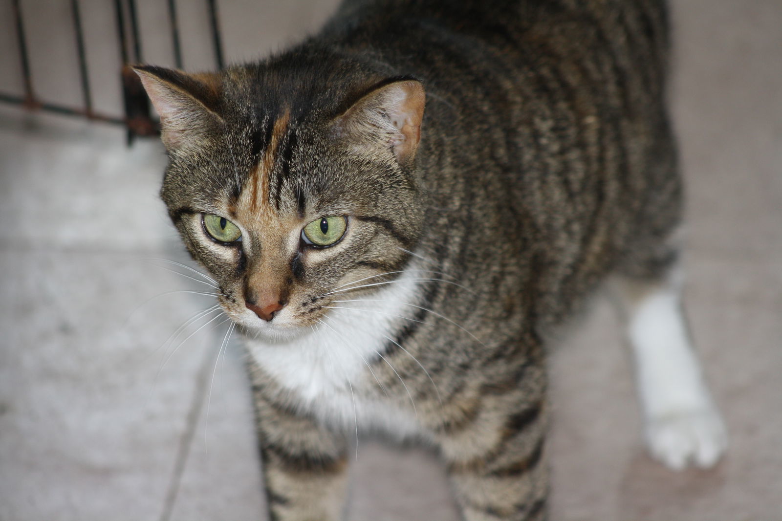 Zena, an adoptable Domestic Short Hair in Lockport, NY, 14095 | Photo Image 3