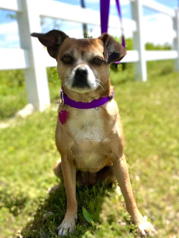 Babs, an adoptable Chihuahua & Pug Mix in Highland, MD_image-1