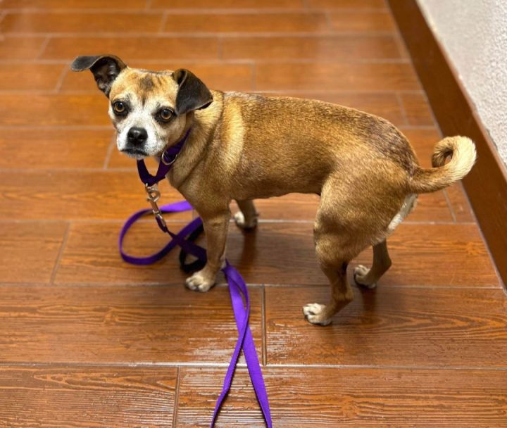Babs, an adoptable Chihuahua & Pug Mix in Highland, MD_image-4