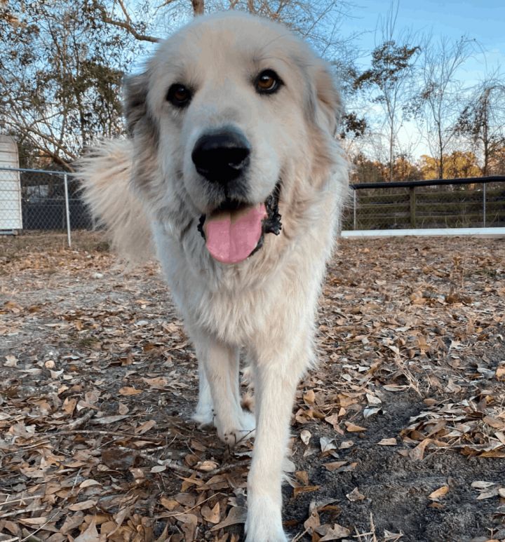 Raja, an adoptable Great Pyrenees in Conway, SC_image-2