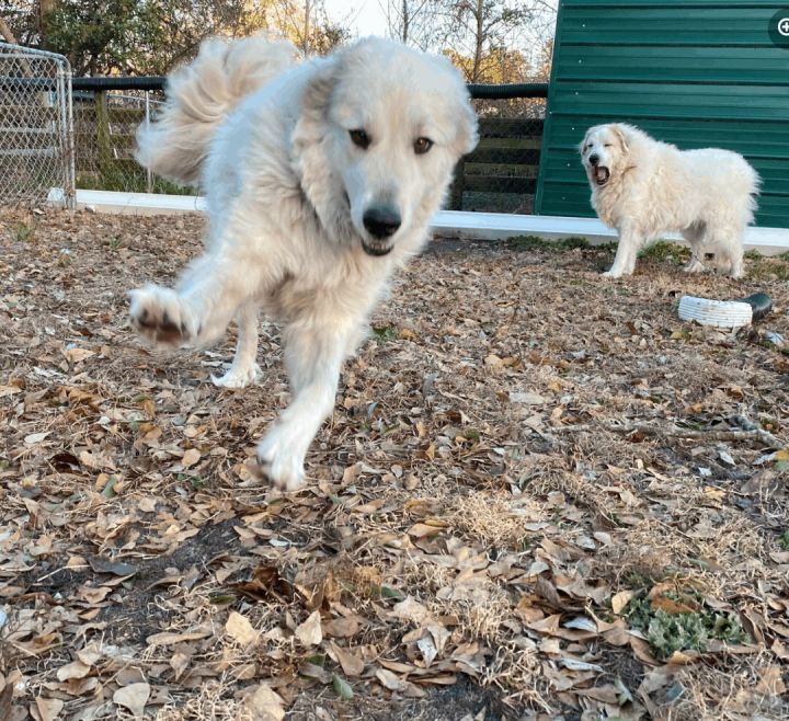Raja, an adoptable Great Pyrenees in Conway, SC_image-1