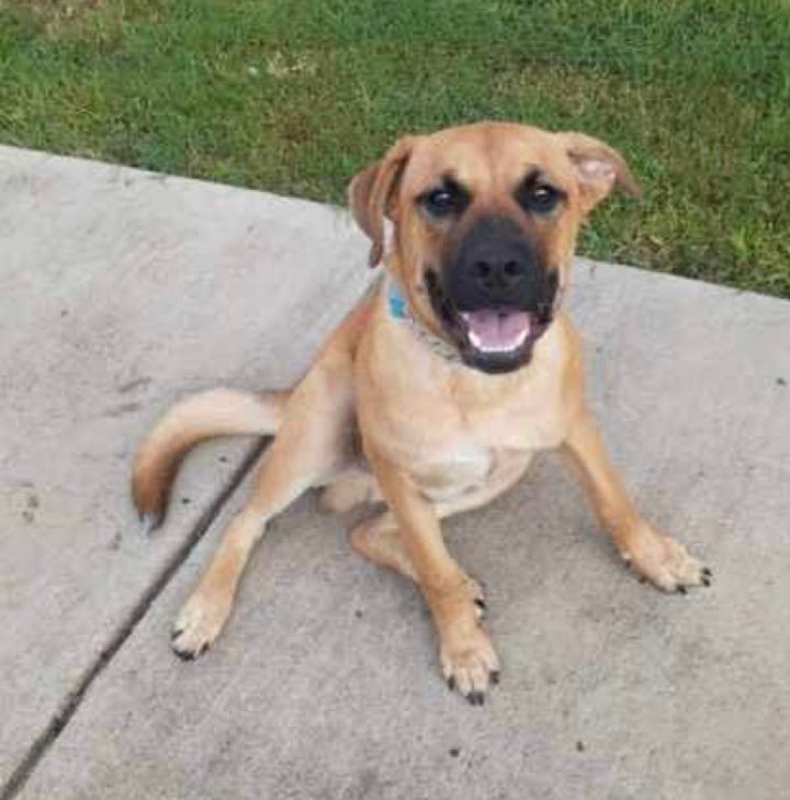 Pudge, an adoptable Black Mouth Cur Mix in Highland, MD_image-1