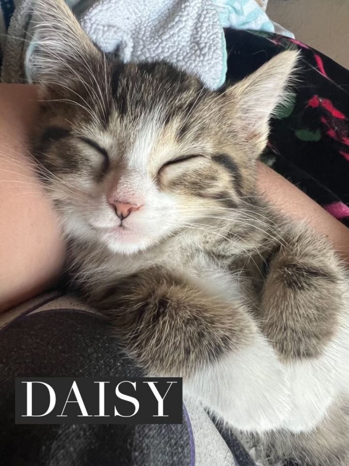 Daisy, an adopted Domestic Short Hair & Tabby Mix in Omaha, NE_image-1