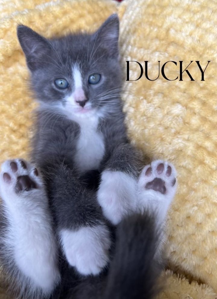 Ducky, an adopted Domestic Short Hair Mix in Omaha, NE_image-1