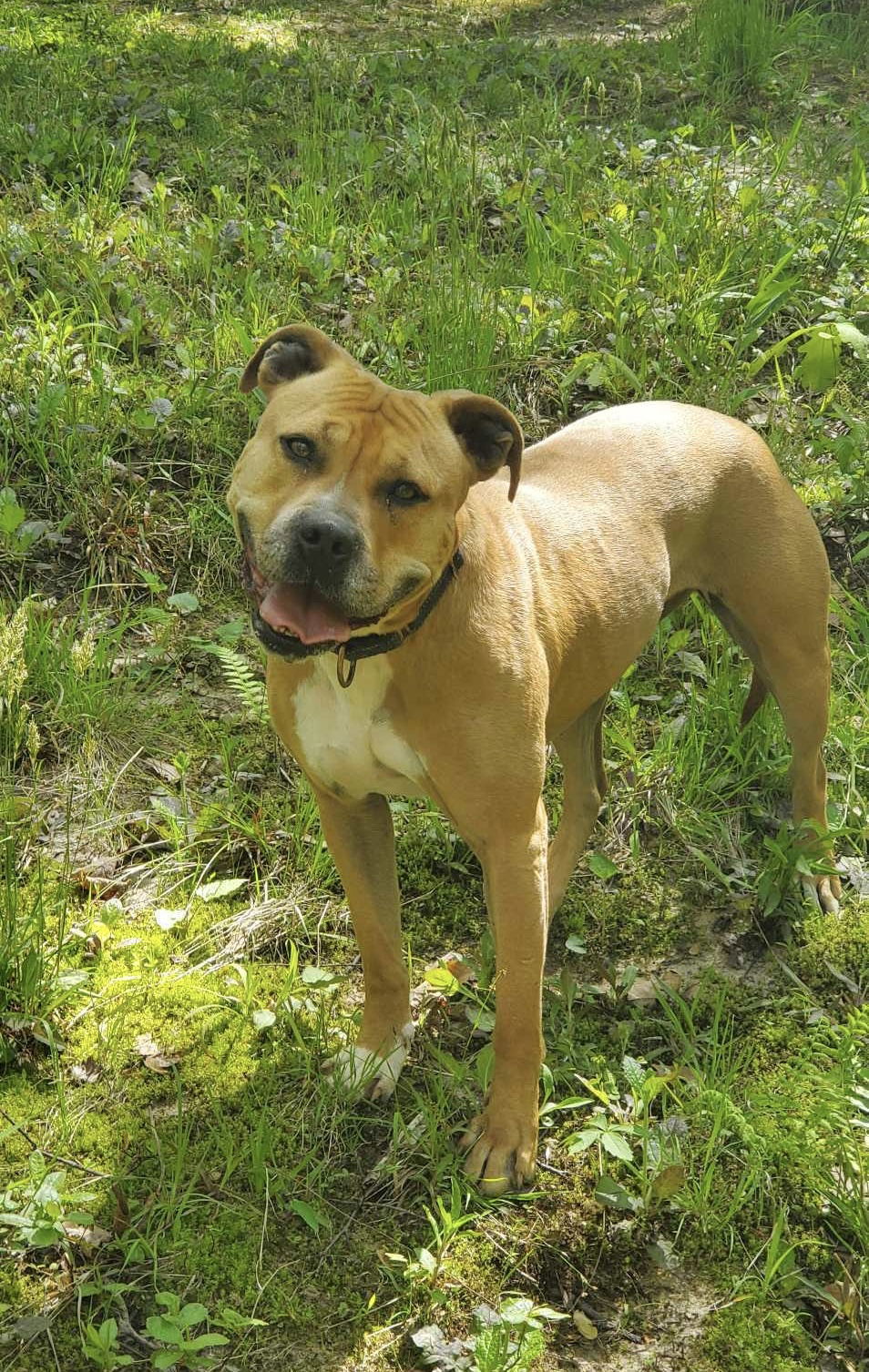 Penny, an adoptable Pit Bull Terrier in Spotsylvania, VA, 22553 | Photo Image 3