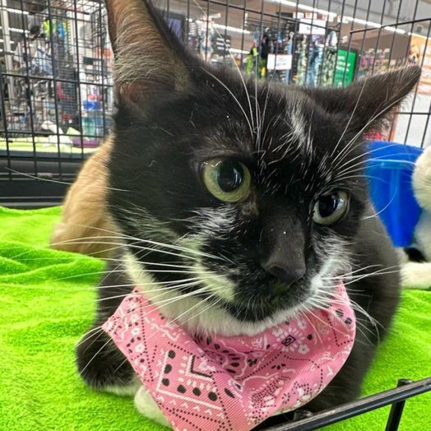 Stella