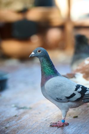 This is Pinball He is a racing pigeon survivor who was rescued just a few hours ago by a very