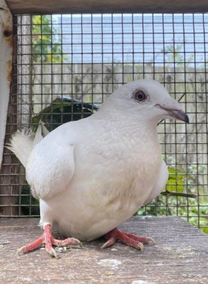 Nilla is a mild-mannered and gentle pigeon who was found stray and brought into the local animal she