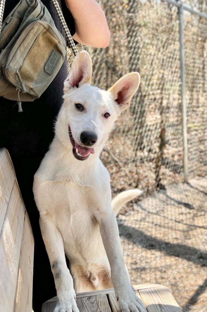 Finn (foster), an adoptable Labrador Retriever, Mixed Breed in Muskegon, MI, 49442 | Photo Image 3