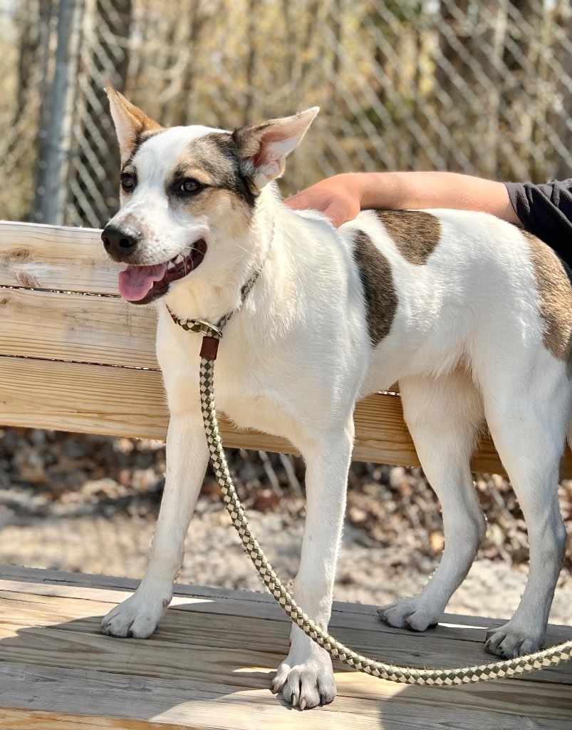 Sushi (foster), an adoptable Labrador Retriever, Cattle Dog in Muskegon, MI, 49442 | Photo Image 1