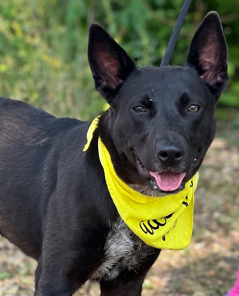 Belle (foster), an adoptable Labrador Retriever, Cattle Dog in Muskegon, MI, 49442 | Photo Image 1
