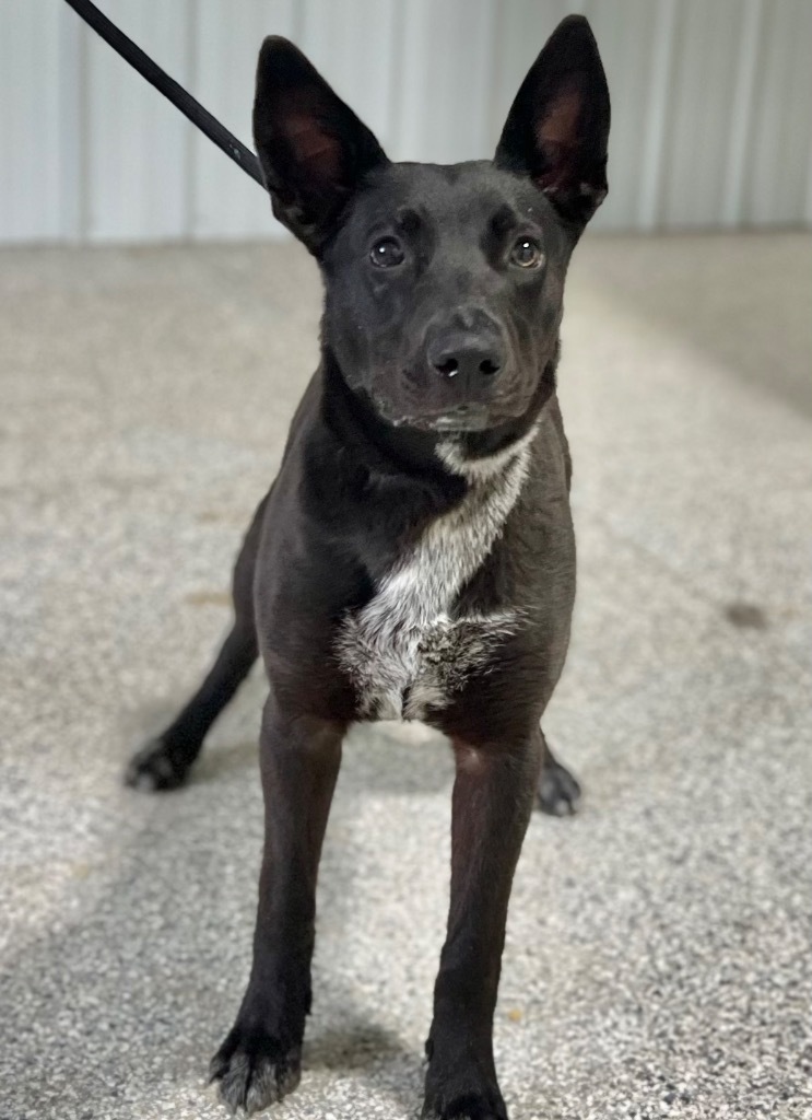 Belle (foster), an adoptable Labrador Retriever, Cattle Dog in Muskegon, MI, 49442 | Photo Image 2