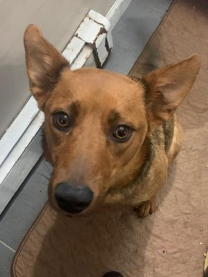 Cocoa, Baby Female Carolina Dog