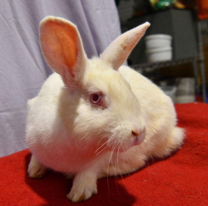 Beep!, an adoptable Bunny Rabbit in East Syracuse, NY_image-4