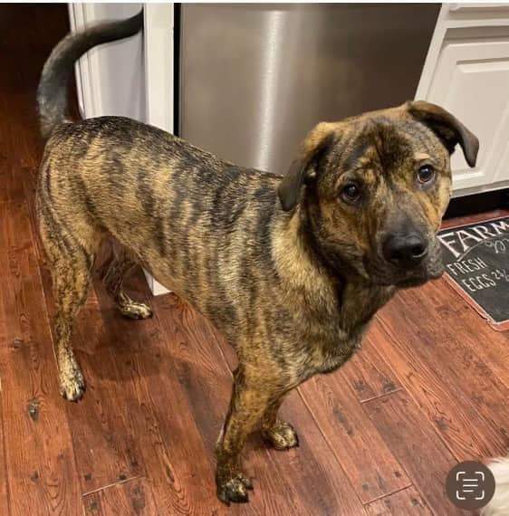 Dog for adoption - Twirl, a Mountain Cur & Shepherd Mix in Louisville, KY