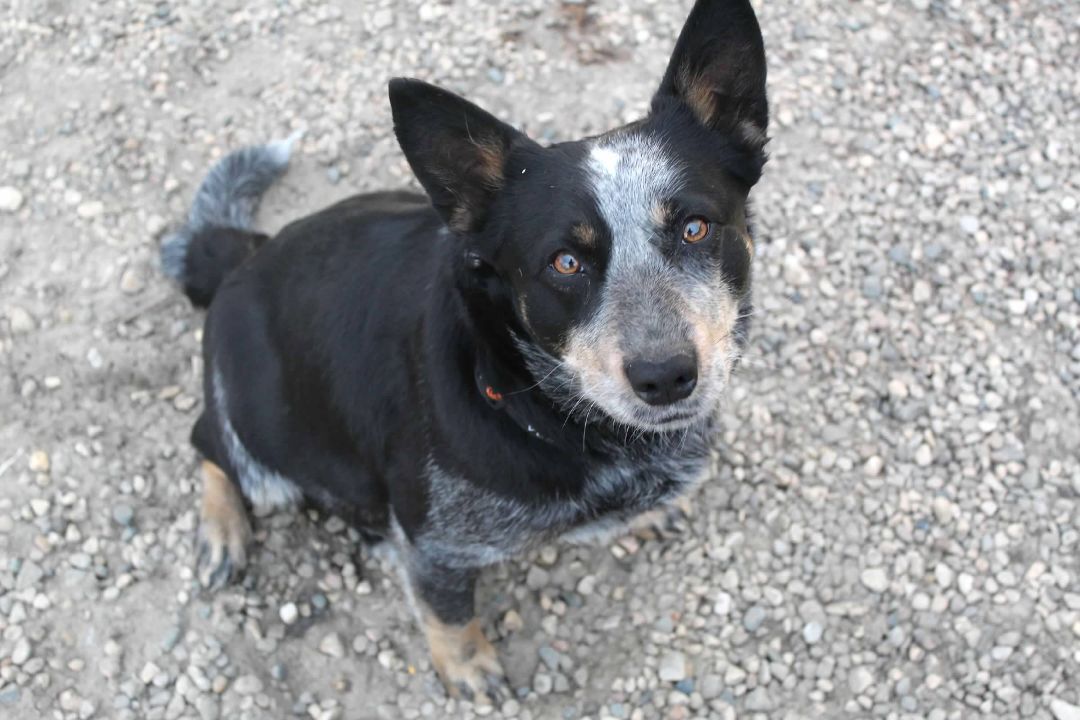 Margo, an adoptable Australian Cattle Dog / Blue Heeler in Pierre, SD, 57501 | Photo Image 1