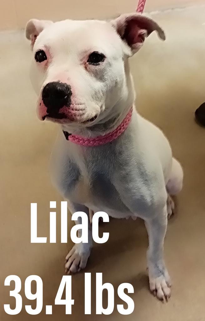 Lilac/Bella