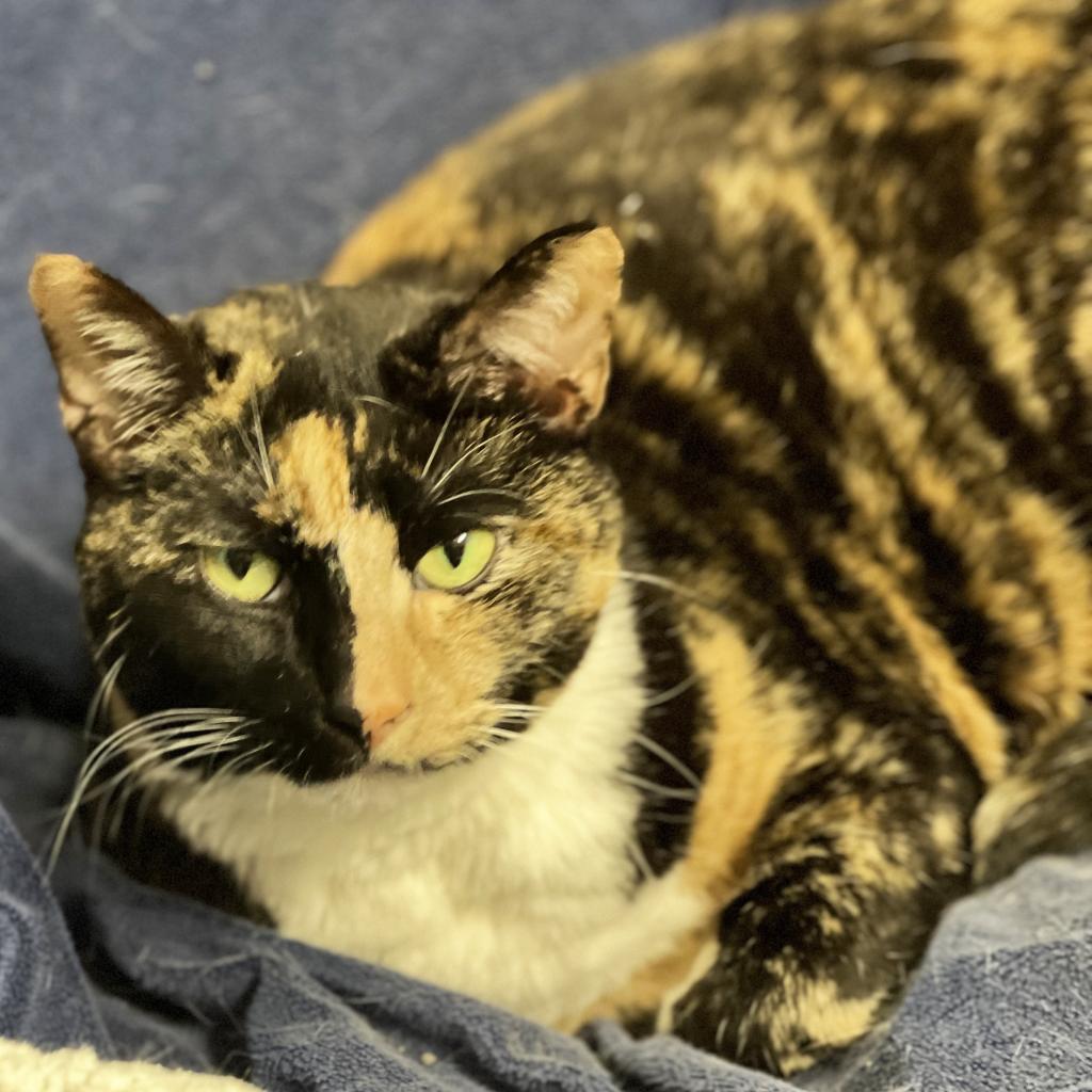 Callista, an adoptable Domestic Short Hair in Mount Juliet, TN, 37122 | Photo Image 1