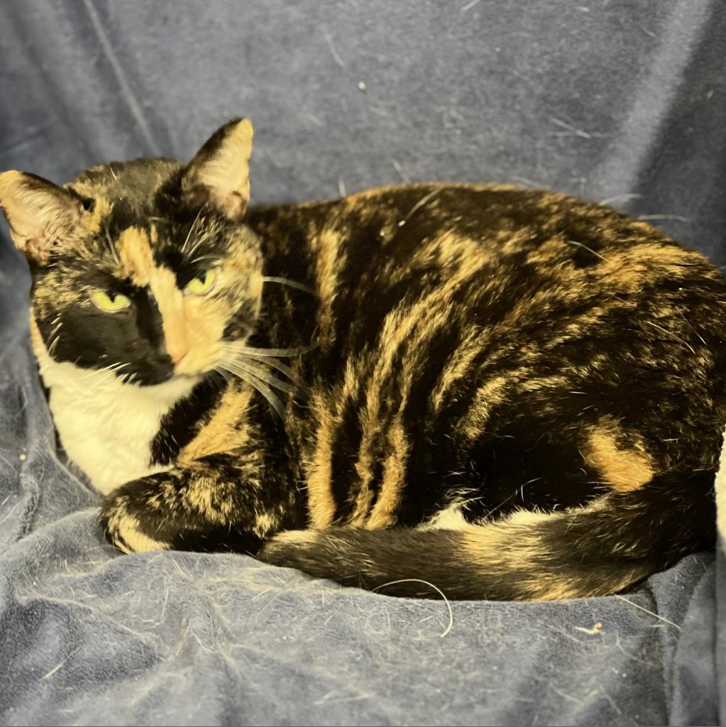Callista, an adoptable Domestic Short Hair in Mount Juliet, TN, 37122 | Photo Image 2