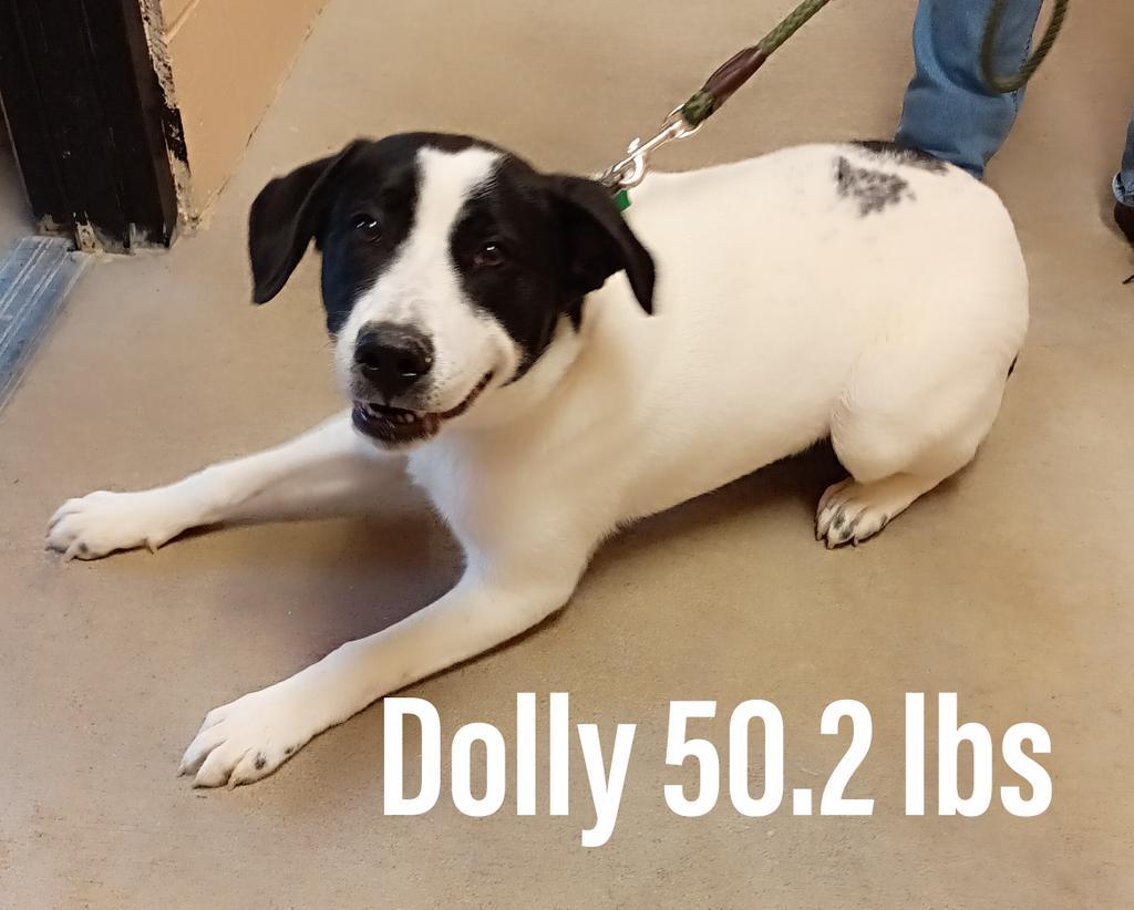 Dolly