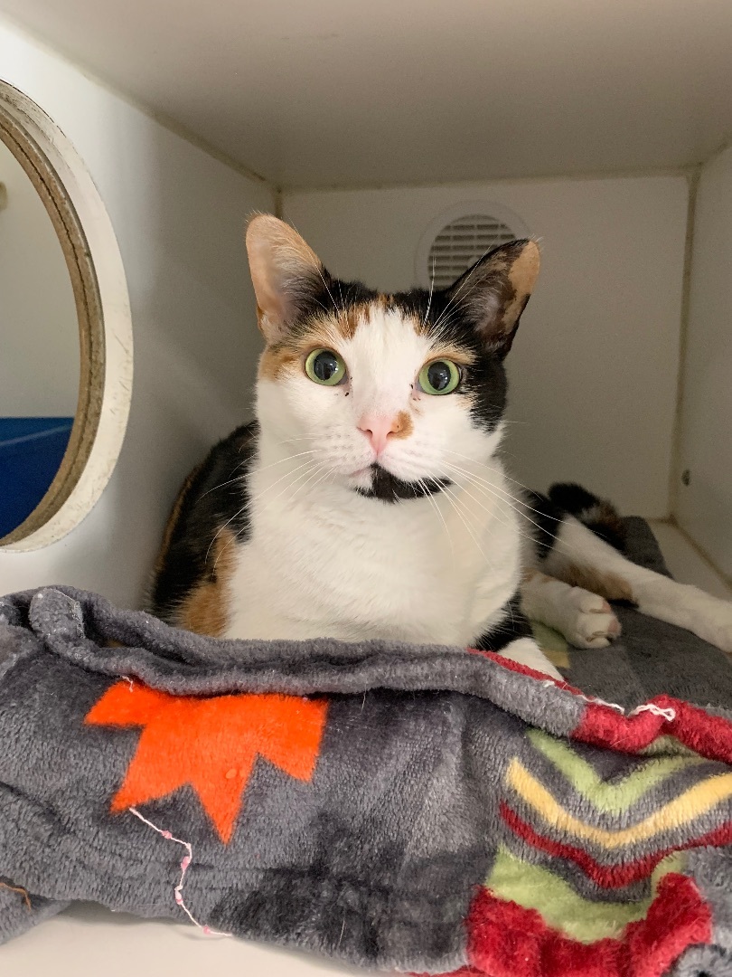 Cat for adoption Sundae, a Calico in La Grange Park, IL Petfinder