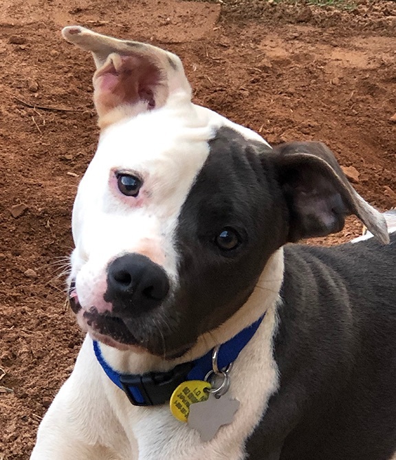 Bull terrier whippet store mix