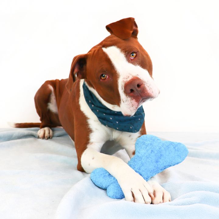 Orion, an adopted Pit Bull Terrier Mix in Clovis, CA_image-1