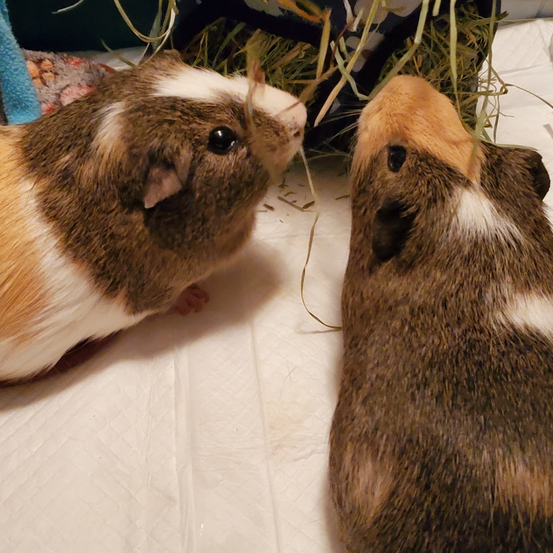 Guinea Pig for adoption - Magnus and Maximus, a Guinea Pig in Sachse ...