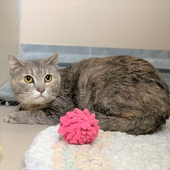 Cat for adoption Grace / 52512905, a Domestic Short Hair Mix in Elko