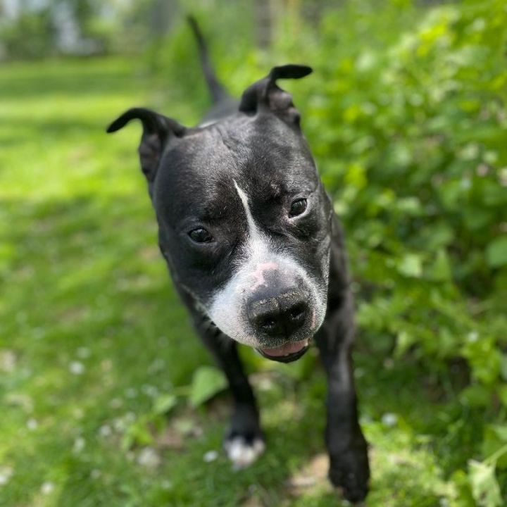 black and white pitbull boxer puppies