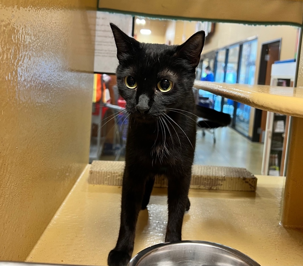 Shannon, an adoptable Domestic Short Hair, American Shorthair in Wilmington, NC, 28411 | Photo Image 2