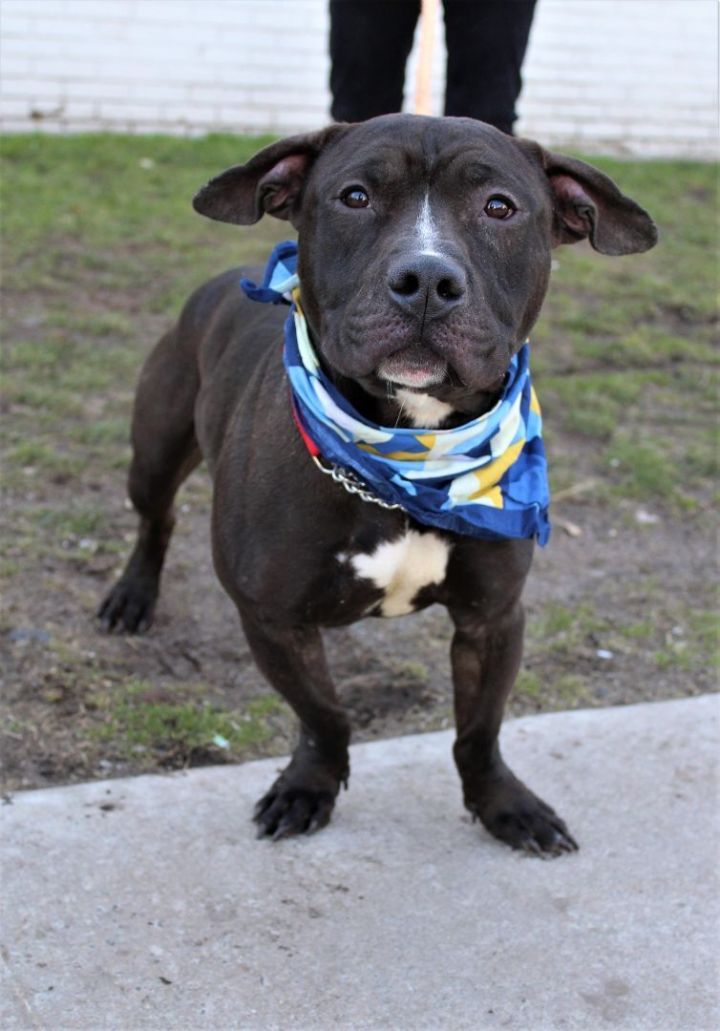 Ace, an adoptable Pit Bull Terrier & American Staffordshire Terrier Mix in Mendham, NJ_image-3
