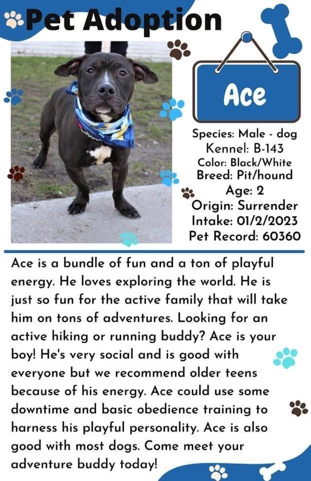 Ace, an adoptable Pit Bull Terrier & American Staffordshire Terrier Mix in Mendham, NJ_image-4