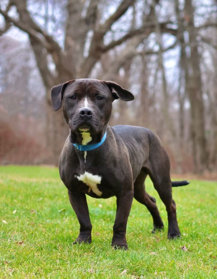 Ace, an adoptable Pit Bull Terrier & American Staffordshire Terrier Mix in Mendham, NJ_image-1