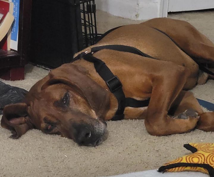 Ralph, an adoptable Redbone Coonhound in Rockville, MD_image-2